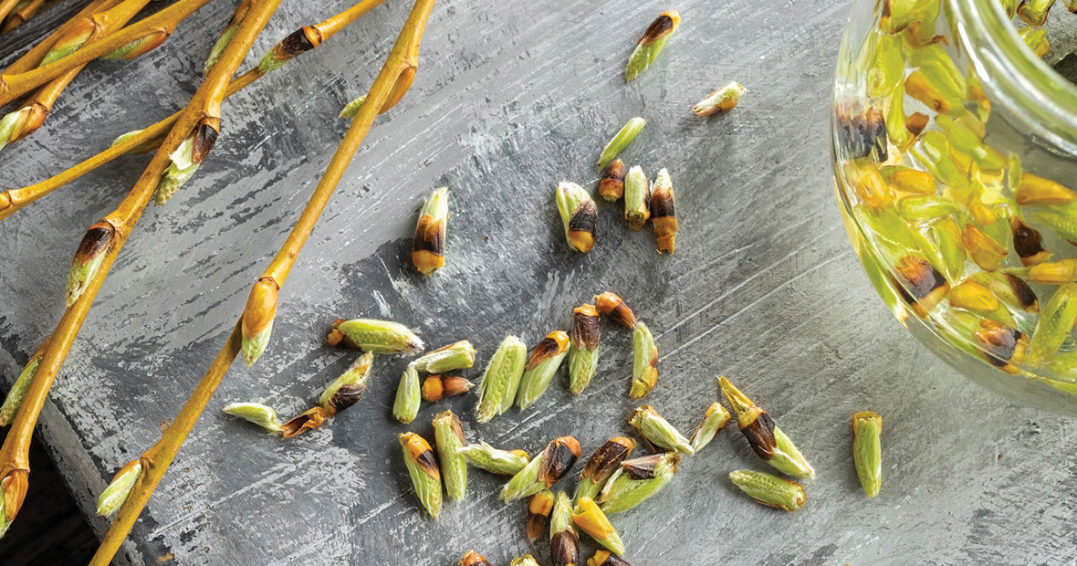 macérat de bourgeon